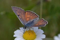 Lycaena alciphron