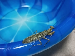 Theopompa ophthalmica