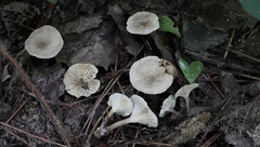 Spodocybe