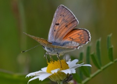 Lycaena alciphron