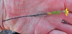 Ursinia trifida