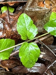 Clinopodium douglasii