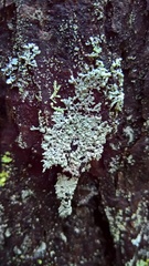Parmeliopsis hyperopta