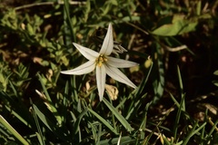 Tristagma bivalve