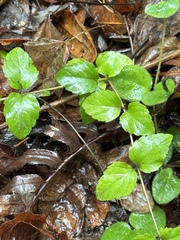Clinopodium douglasii