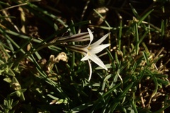 Tristagma bivalve