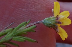 Ursinia trifida