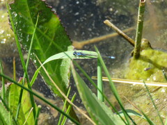 Cyanallagma interruptum