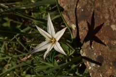 Tristagma bivalve