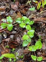 Clinopodium douglasii