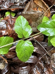 Clinopodium douglasii