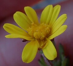 Ursinia trifida