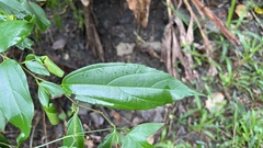 Celtis tetrandra