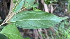 Celtis tetrandra