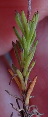 Ursinia trifida