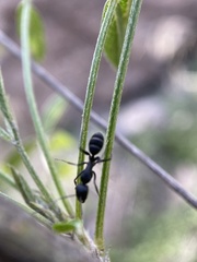 Camponotus feae