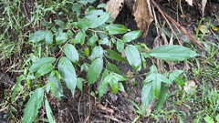 Celtis tetrandra