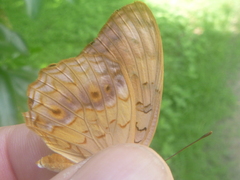 Phalanta