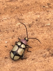 Omophoita octoguttata