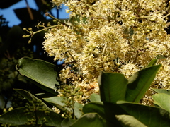 Heptapleurum heptaphyllum