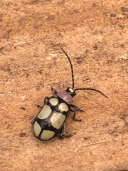 Omophoita octoguttata
