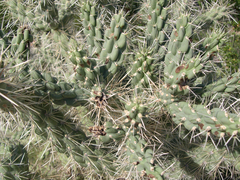 Cylindropuntia fulgida