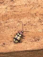 Omophoita octoguttata