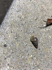 Cochlicella