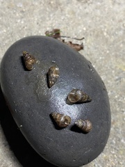 Cochlicella