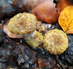 Armillaria gallica