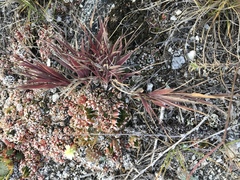 Cleistogenes squarrosa