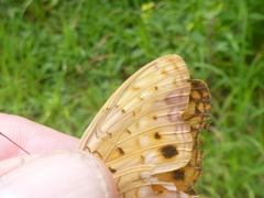 Phalanta
