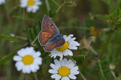 Lycaena alciphron