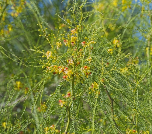 Mexican palo verde