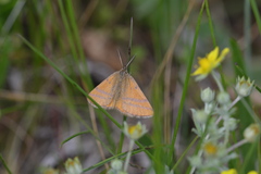 Lythria cruentaria