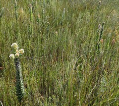 Mimetes pauciflorus