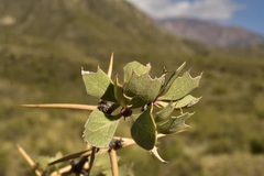 Berberis grevilleana