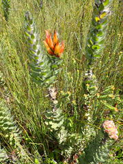 Mimetes pauciflorus