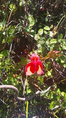 Disa uniflora