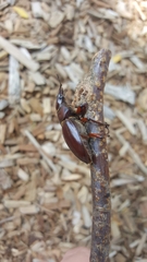 Lucanus capreolus