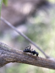 Camponotus feae