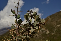 Berberis grevilleana