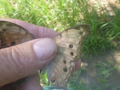 Protogoniomorpha