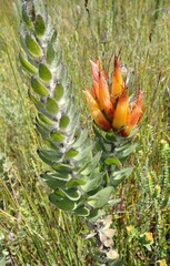 Mimetes pauciflorus