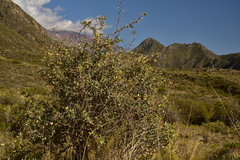 Berberis grevilleana