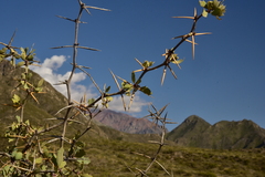 Berberis grevilleana