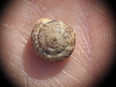 Xerocrassa siderensis