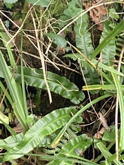 Asplenium scolopendrium scolopendrium