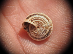 Xerocrassa siderensis