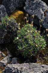 Dryas viscosa